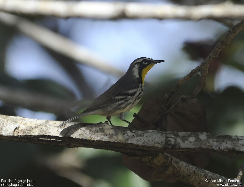 Yellow-throated Warbler