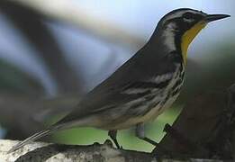 Yellow-throated Warbler