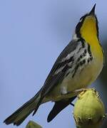 Yellow-throated Warbler