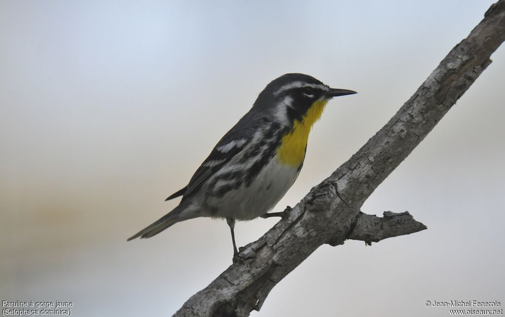 Yellow-throated Warbler