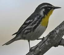 Yellow-throated Warbler