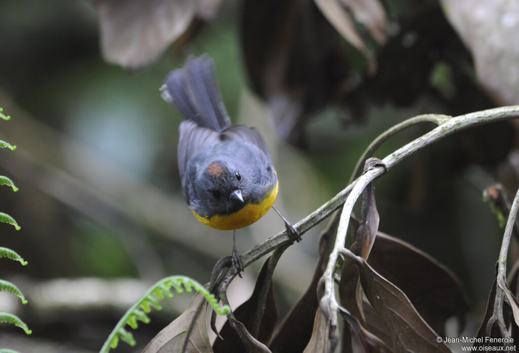 Slate-throated Whitestart