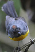 Slate-throated Whitestart