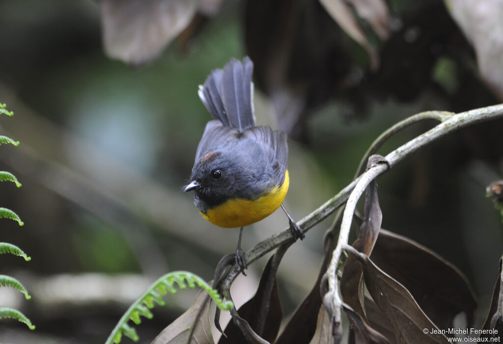 Slate-throated Whitestart