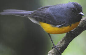 Slate-throated Whitestart