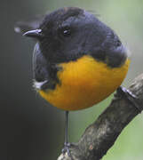 Slate-throated Whitestart