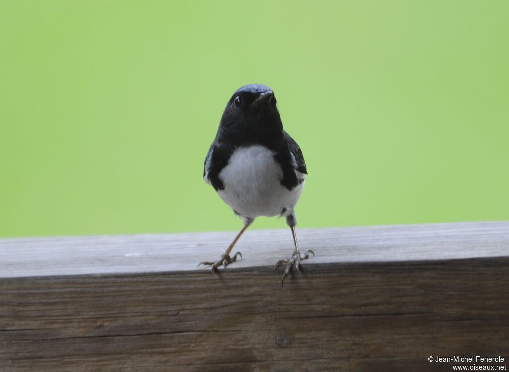 Black-throated Blue Warbler