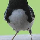 Paruline bleue