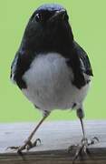 Black-throated Blue Warbler