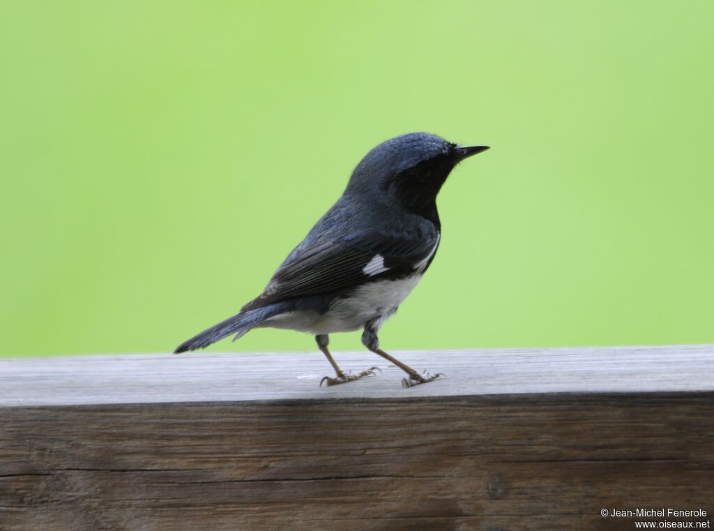 Black-throated Blue Warbler