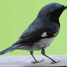 Paruline bleue