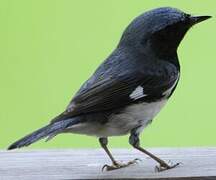 Black-throated Blue Warbler