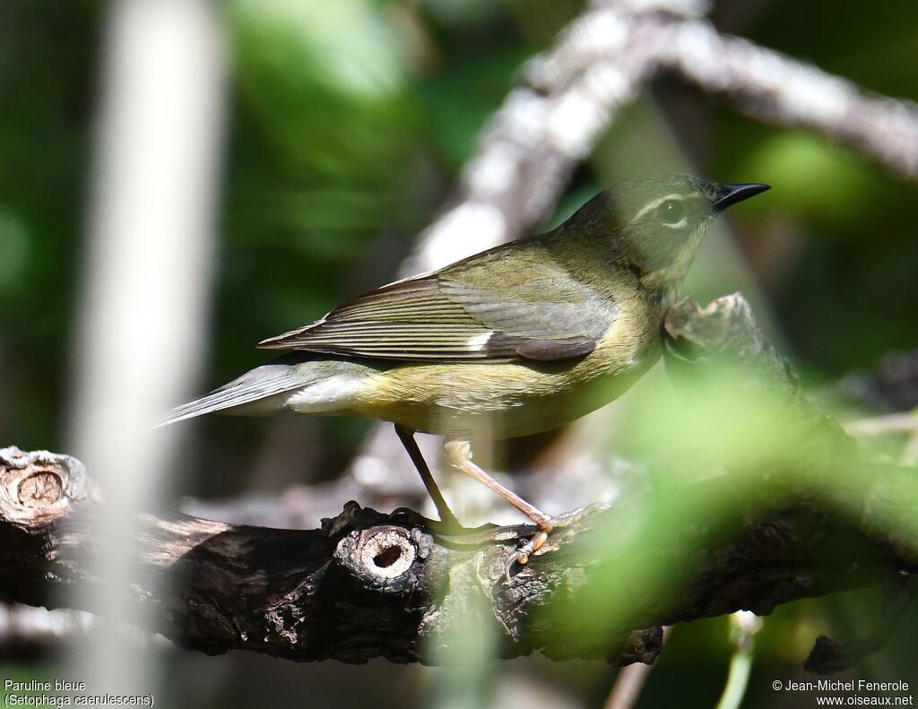 Black-throated Blue Warbler female