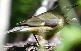 Black-throated Blue Warbler