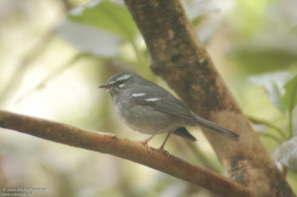 Plumbeous Warbleradult