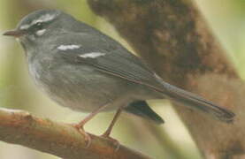 Plumbeous Warbler