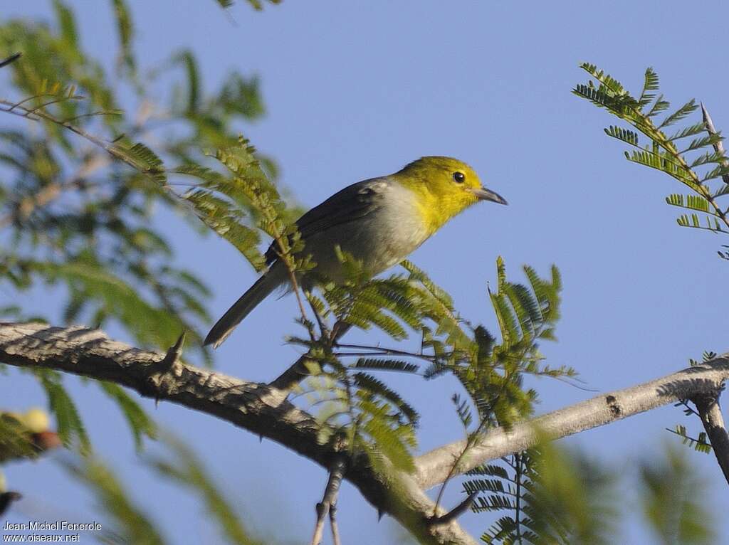 Paruline de Fernandinaadulte, identification