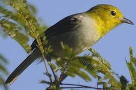 Yellow-headed Warbler