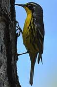 Bahama Warbler