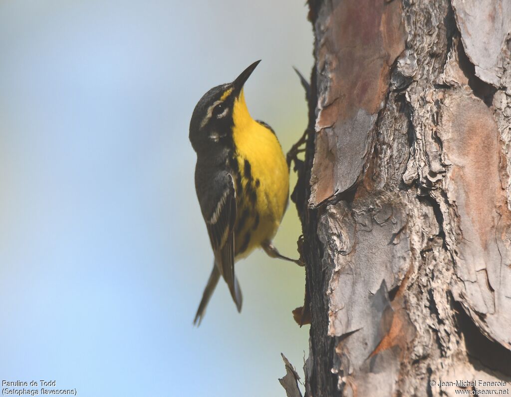 Bahama Warbler