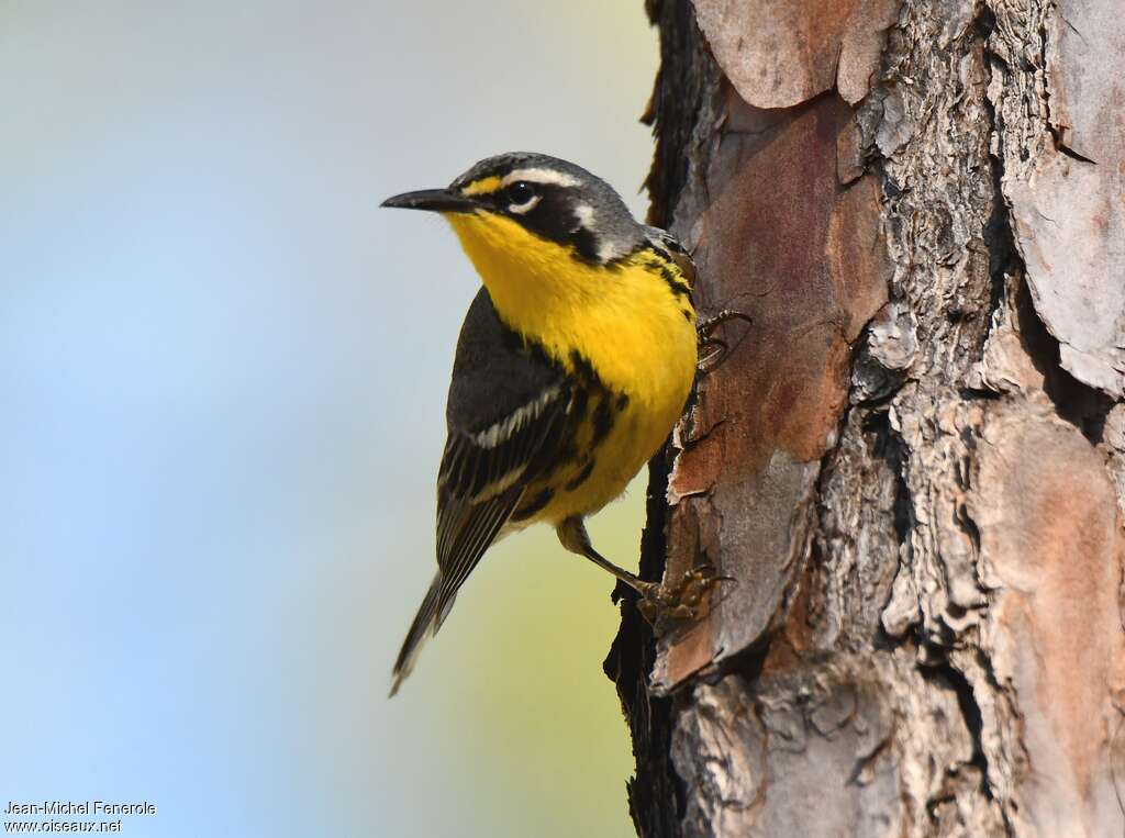 Bahama Warbleradult, identification