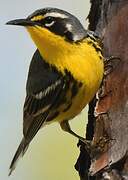 Bahama Warbler