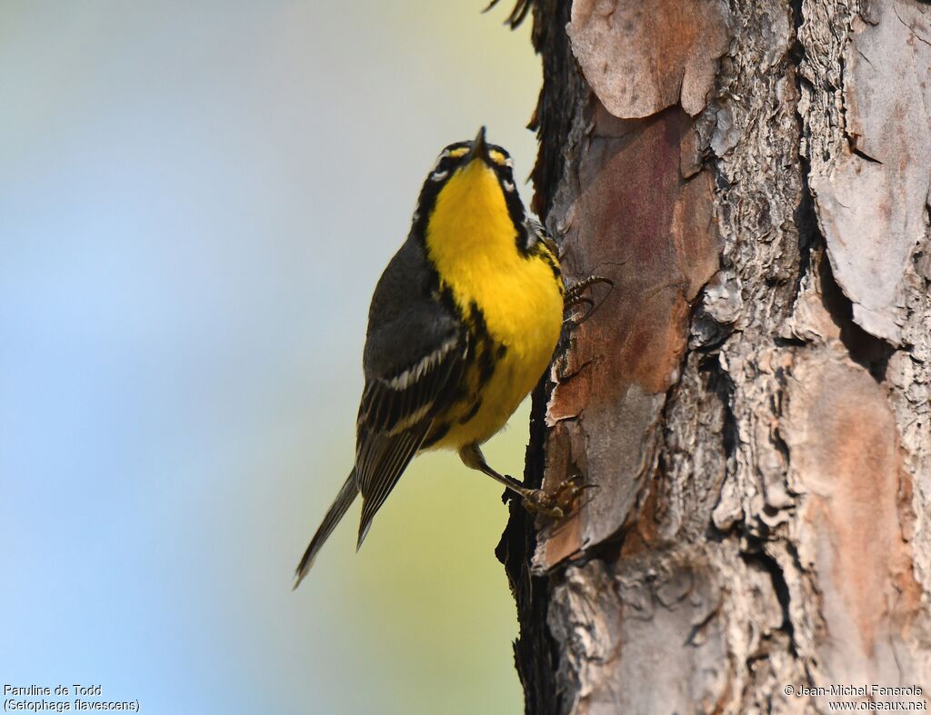 Bahama Warbler