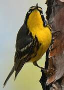 Bahama Warbler