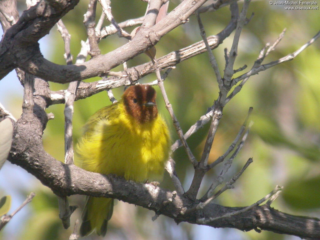 Mangrove Warbler