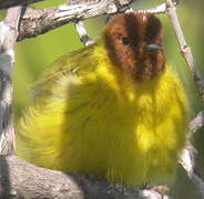 Mangrove Warbler