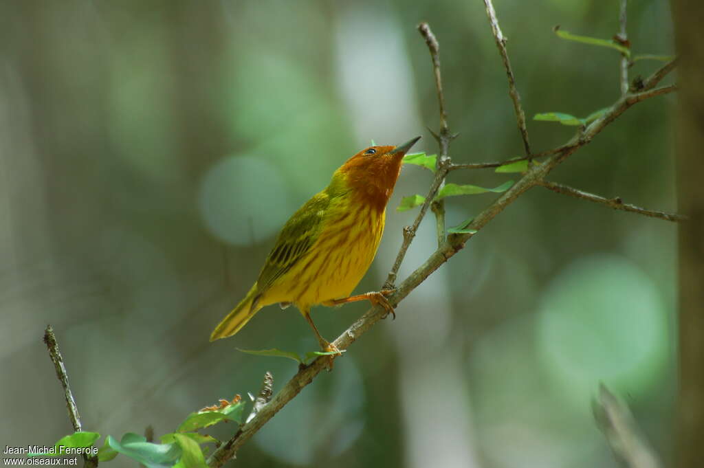 Mangrove Warbler male adult breeding, pigmentation