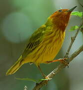 Mangrove Warbler