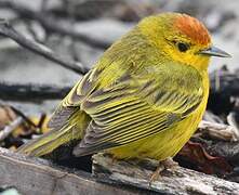 Mangrove Warbler