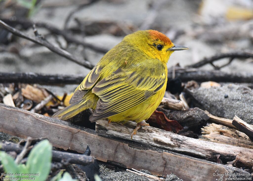 Mangrove Warbler