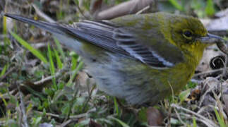 Paruline des pins