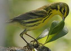 Prairie Warbler