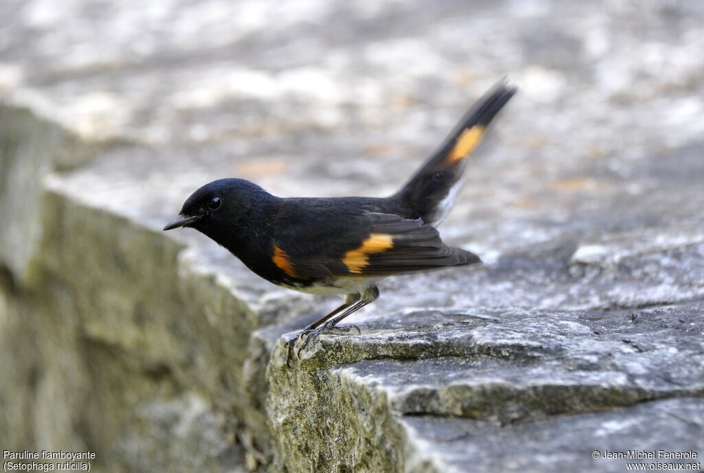 American Redstart