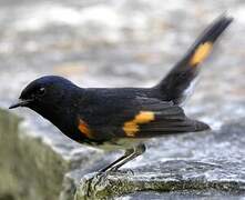 American Redstart