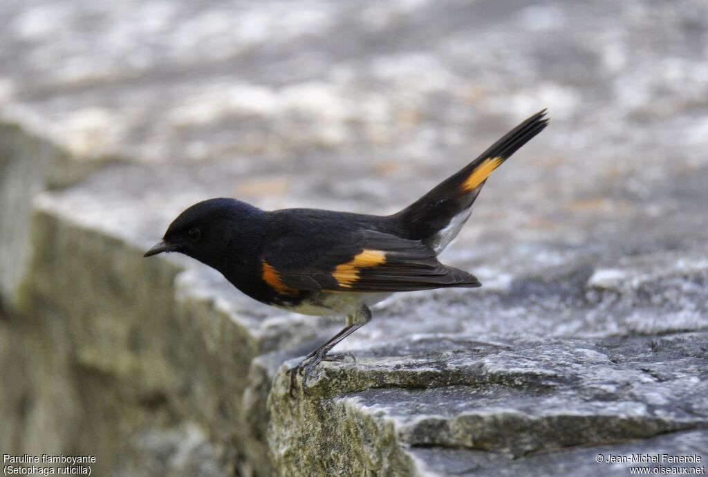 American Redstart