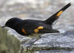 American Redstart