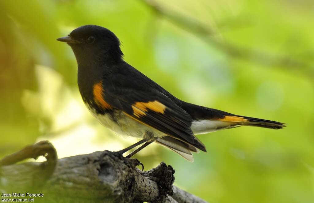 American Redstart