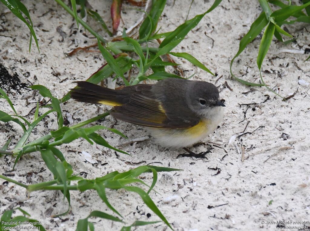 American Redstart female