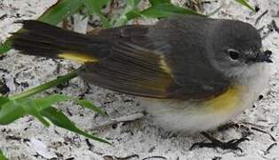 American Redstart