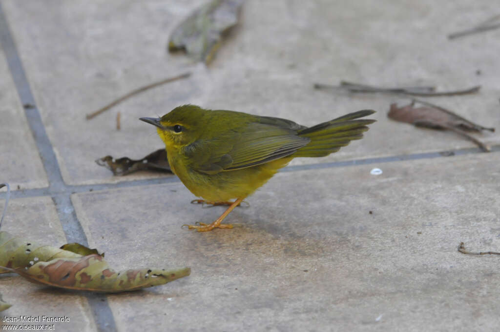 Paruline flavescenteadulte, identification