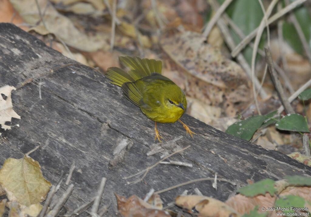 Flavescent Warbler