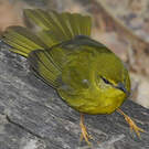 Paruline flavescente