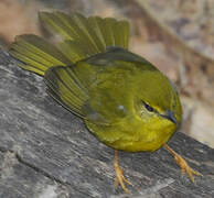 Flavescent Warbler