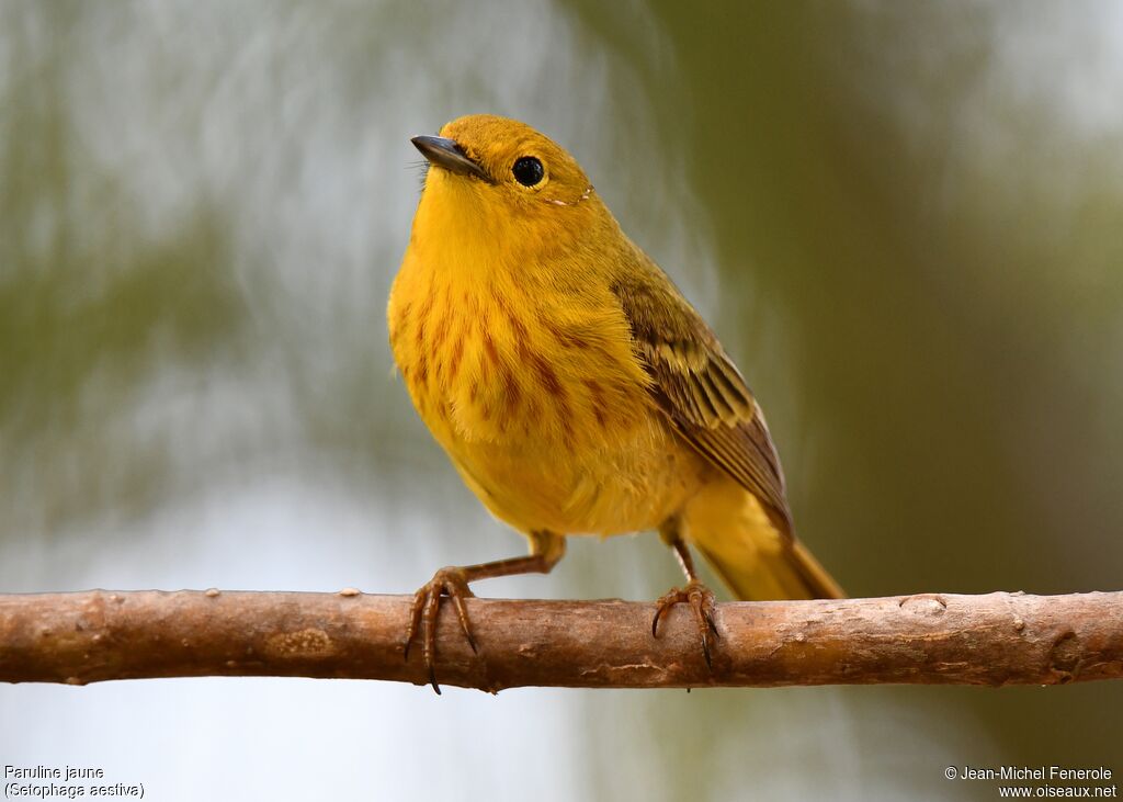 Paruline jaune