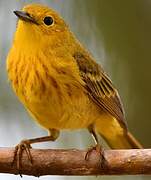 American Yellow Warbler