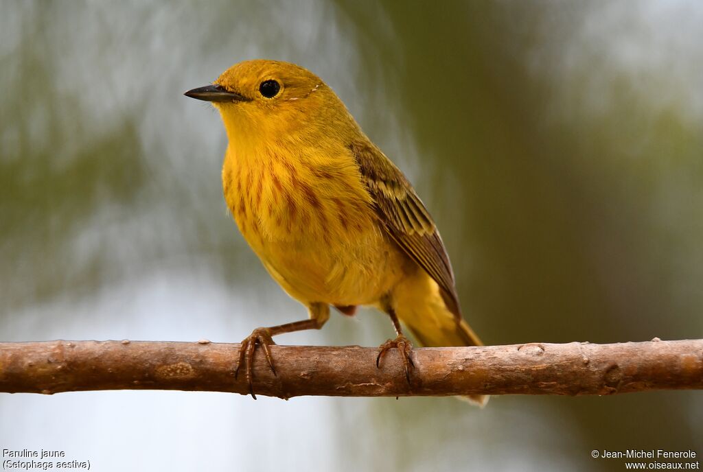 American Yellow Warbler